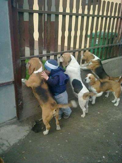 楽しそうな犬の画像トピ