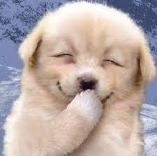 楽しそうな犬の画像トピ