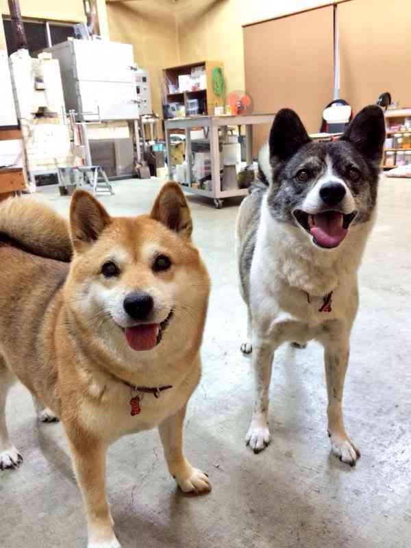楽しそうな犬の画像トピ