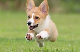 楽しそうな犬の画像トピ