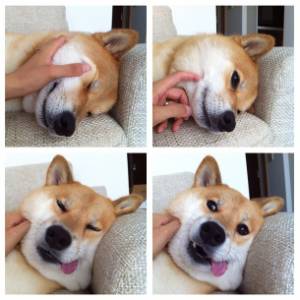 楽しそうな犬の画像トピ