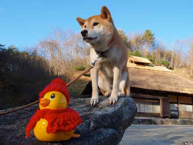 楽しそうな犬の画像トピ