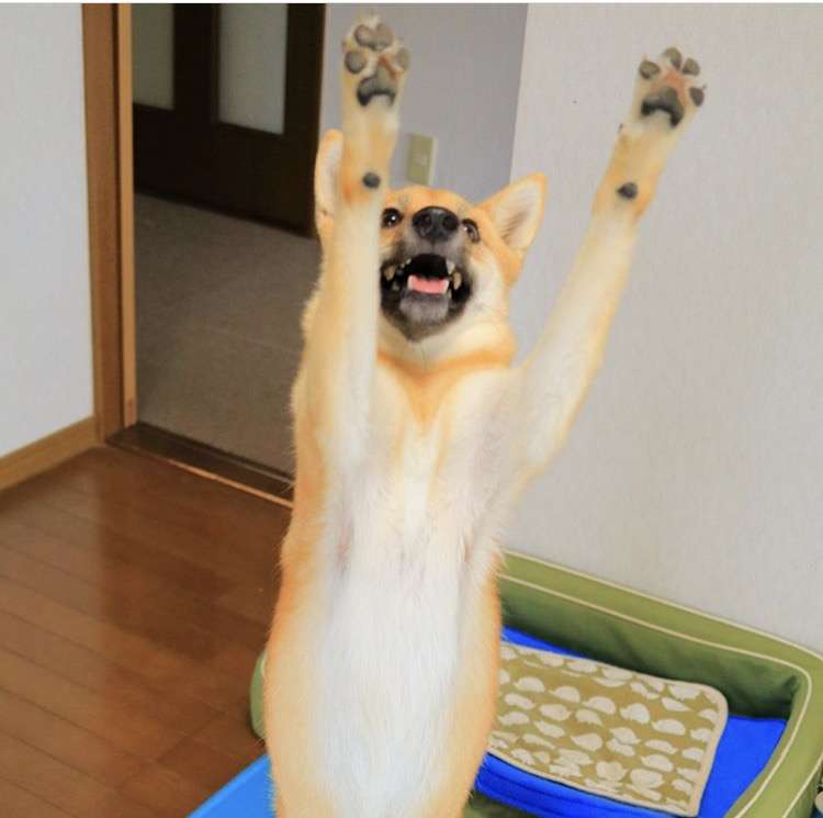 楽しそうな犬の画像トピ