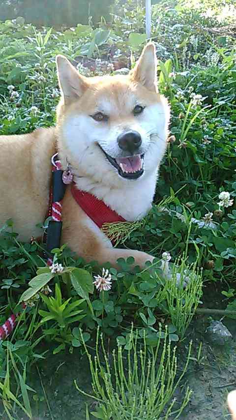 楽しそうな犬の画像トピ