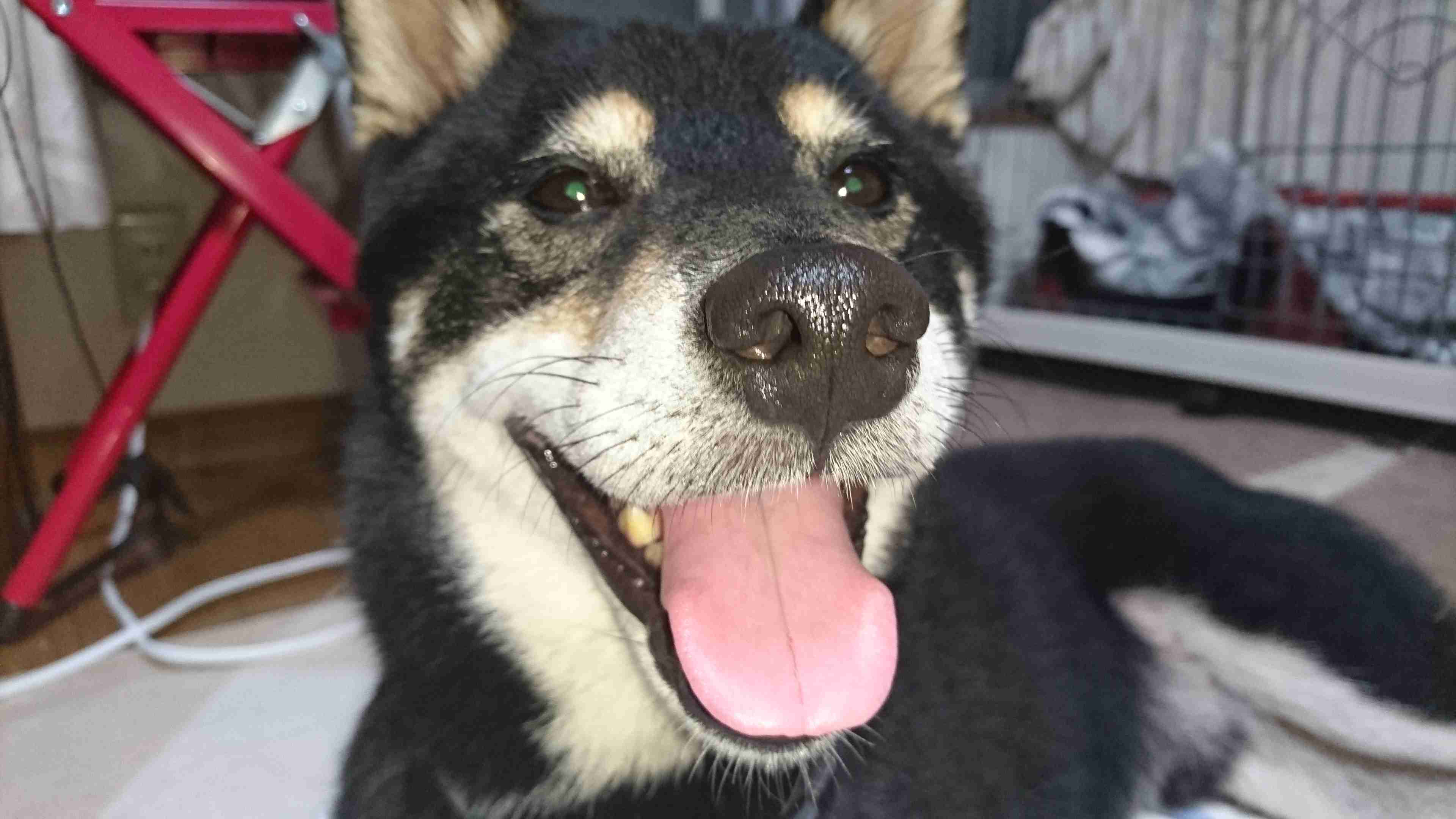 楽しそうな犬の画像トピ