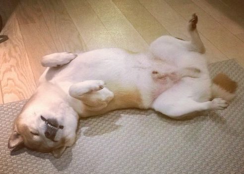 楽しそうな犬の画像トピ