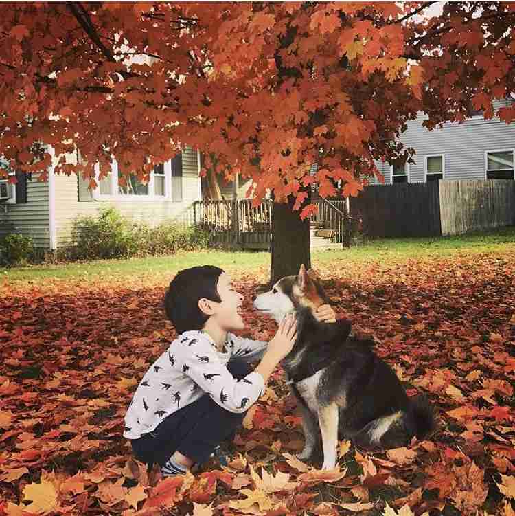 楽しそうな犬の画像トピ