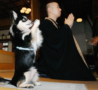 楽しそうな犬の画像トピ