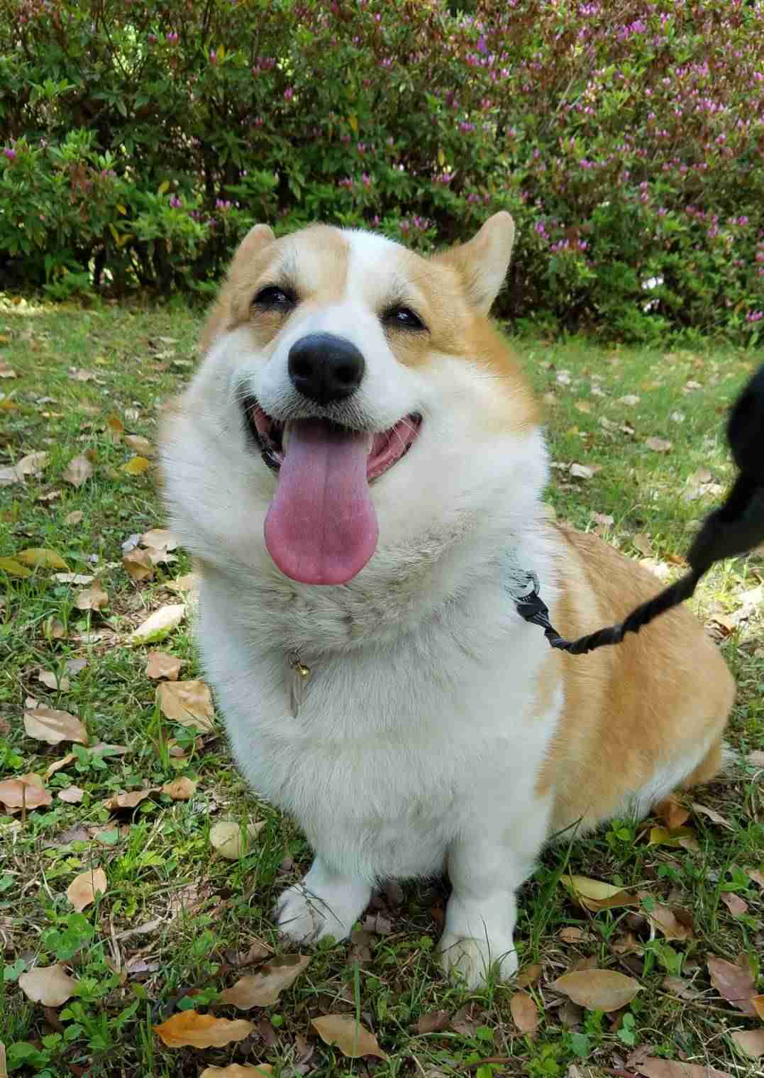 楽しそうな犬の画像トピ