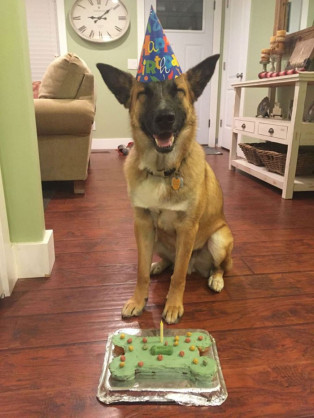 楽しそうな犬の画像トピ