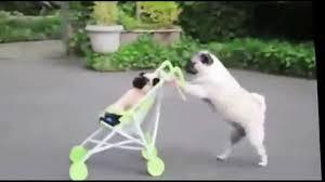 楽しそうな犬の画像トピ