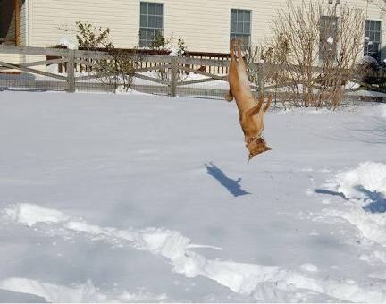 楽しそうな犬の画像トピ