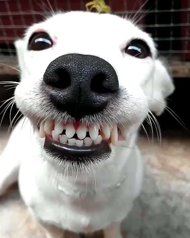 楽しそうな犬の画像トピ