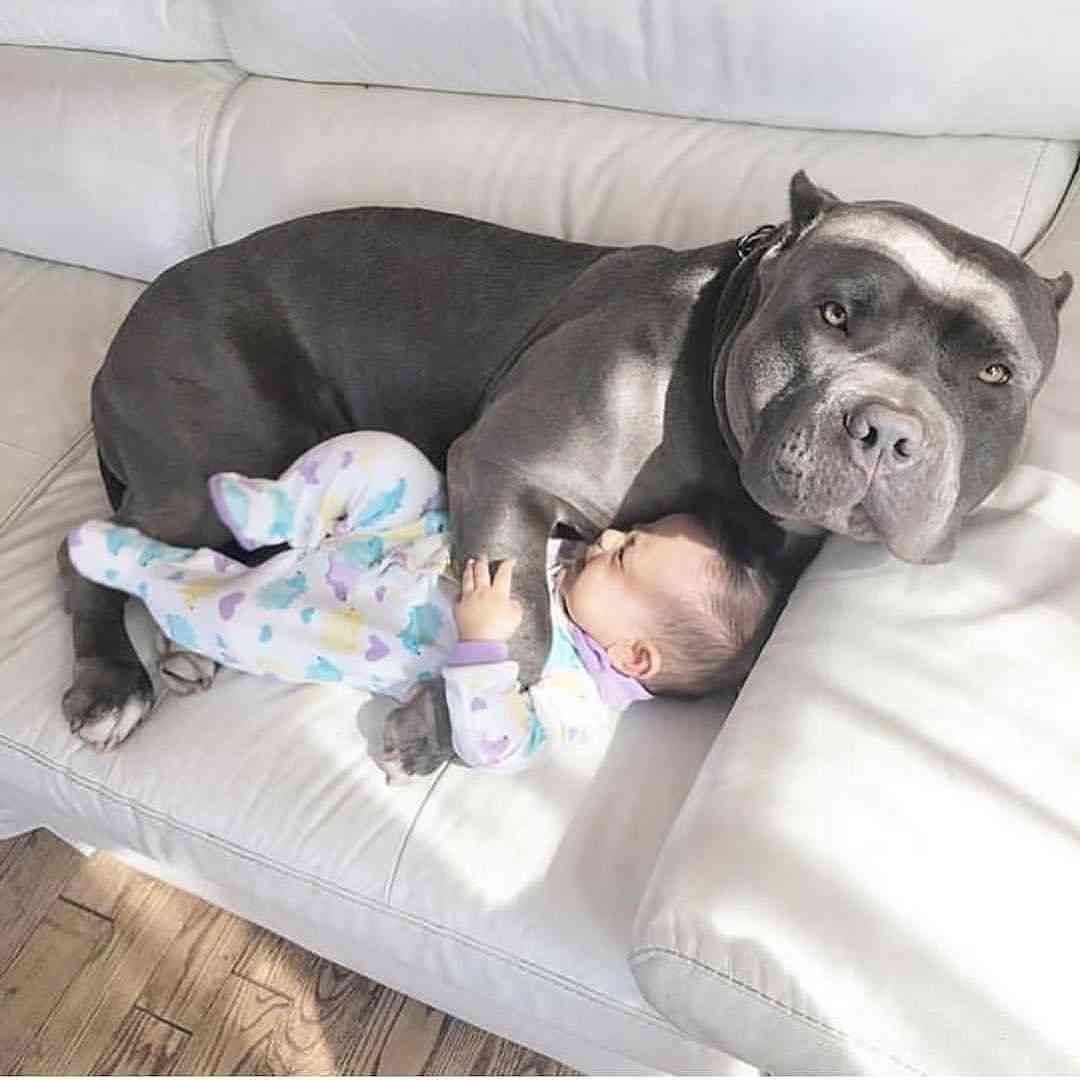 楽しそうな犬の画像トピ