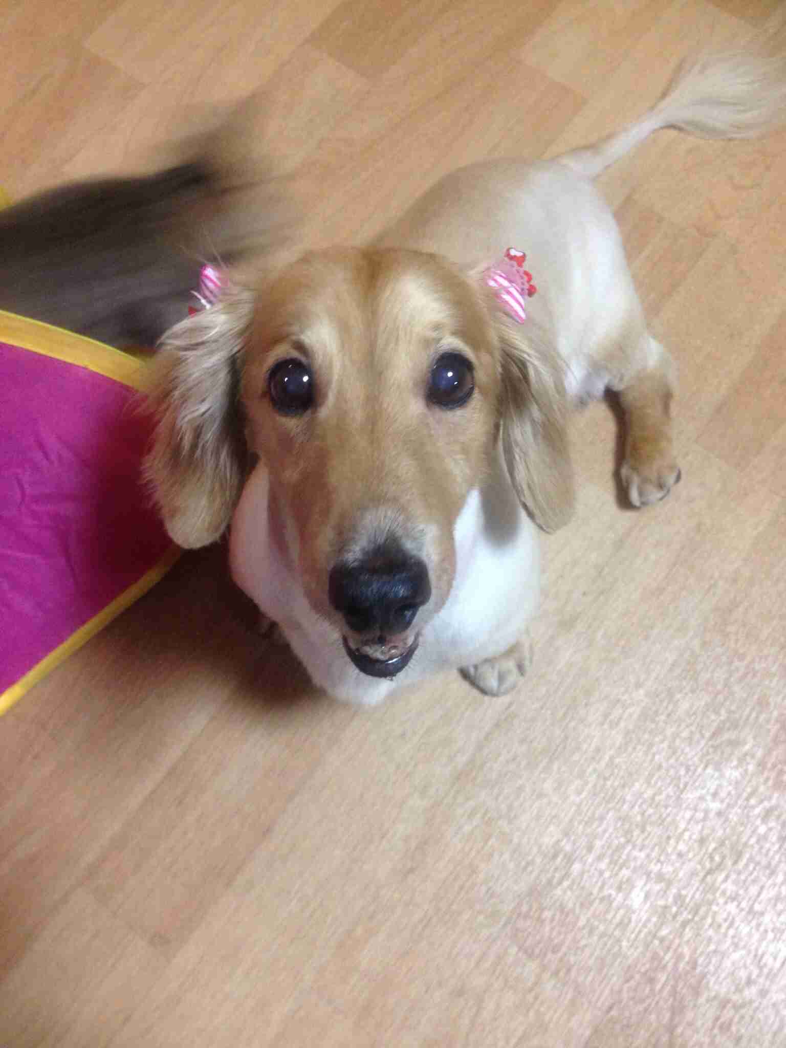 楽しそうな犬の画像トピ