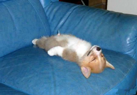 楽しそうな犬の画像トピ