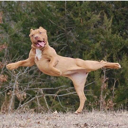 楽しそうな犬の画像トピ