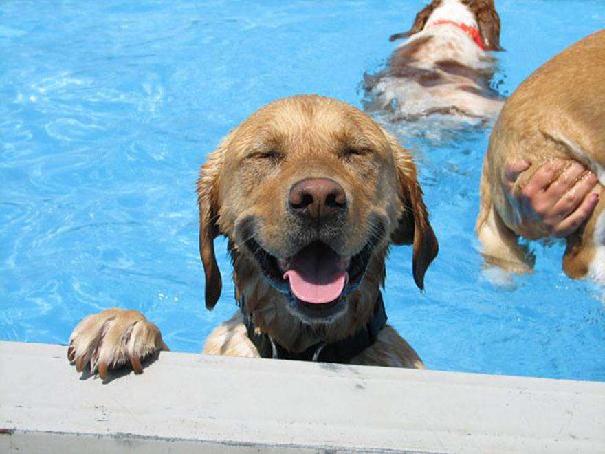 楽しそうな犬の画像トピ