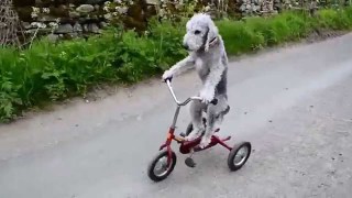 楽しそうな犬の画像トピ