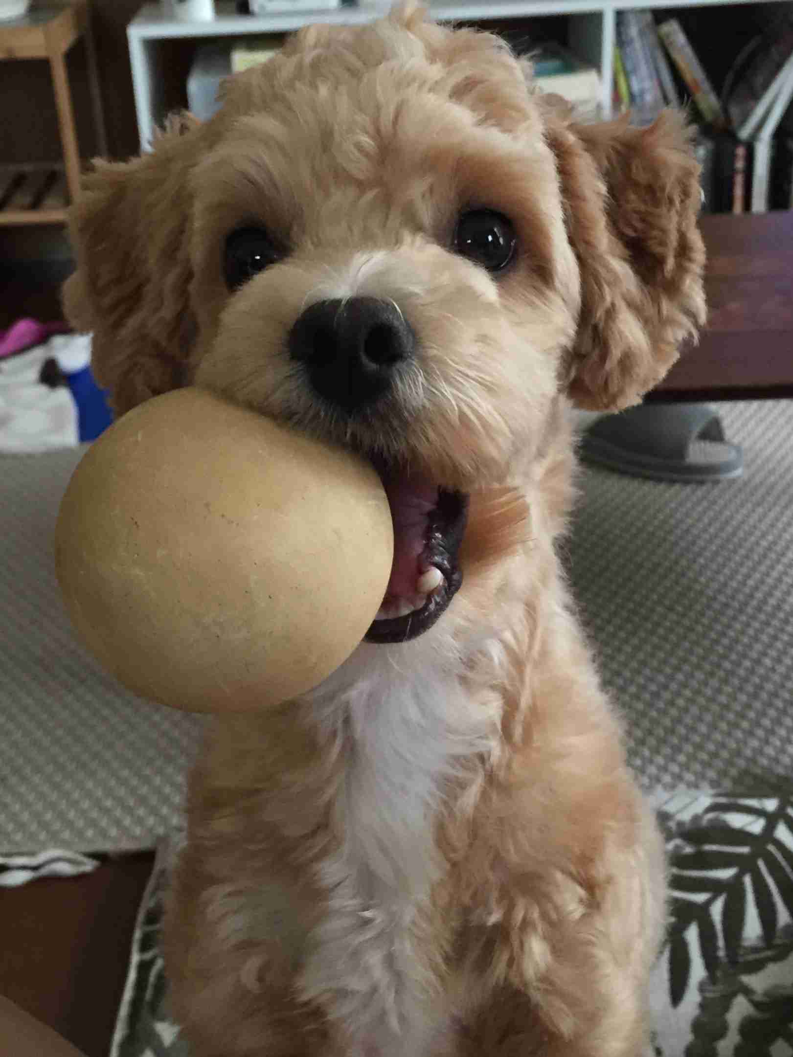 楽しそうな犬の画像トピ