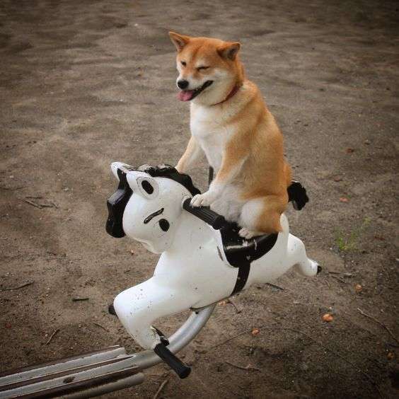 楽しそうな犬の画像トピ