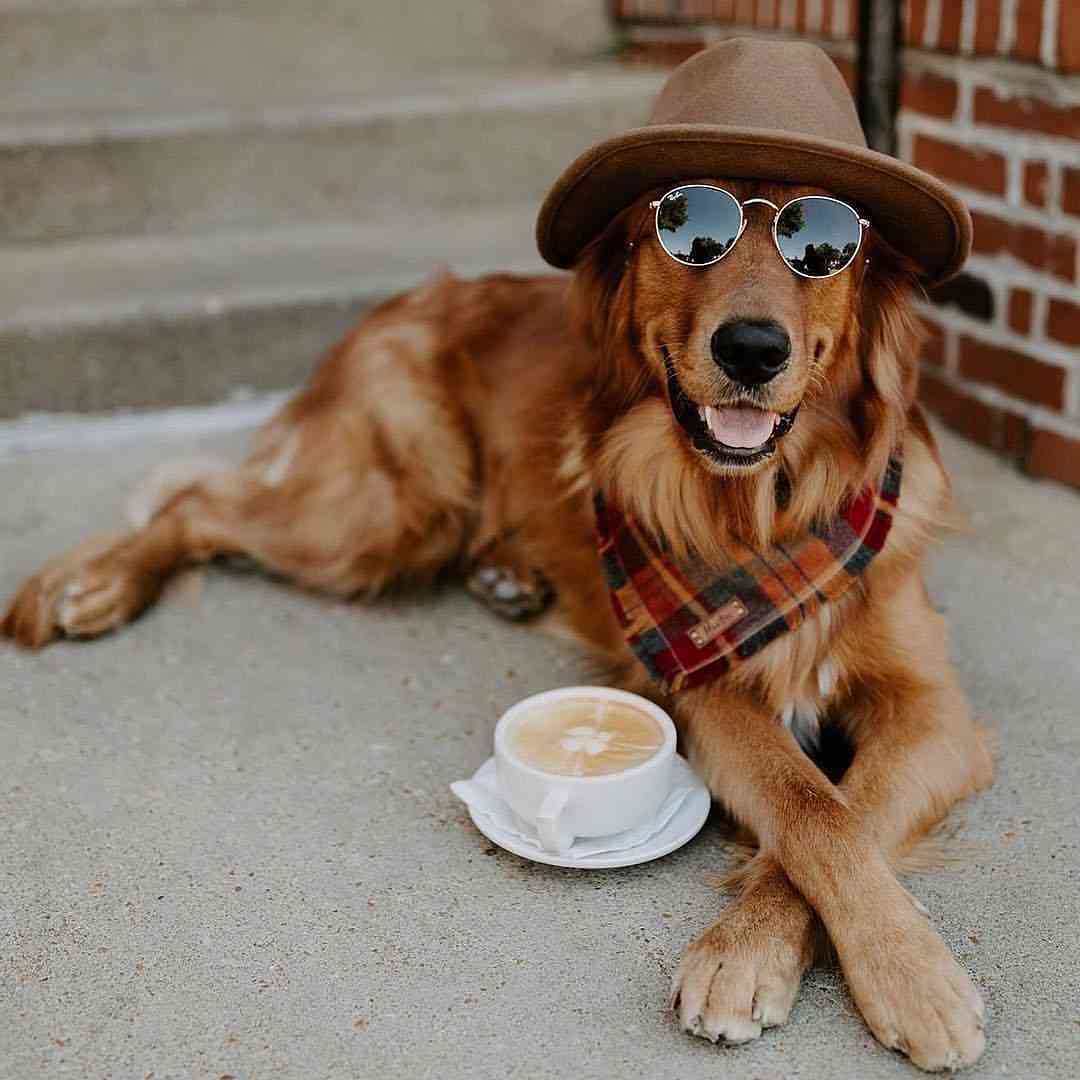 楽しそうな犬の画像トピ