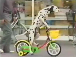 楽しそうな犬の画像トピ
