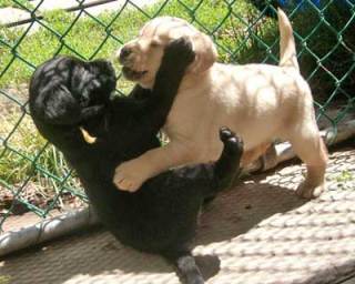 楽しそうな犬の画像トピ
