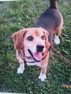 楽しそうな犬の画像トピ