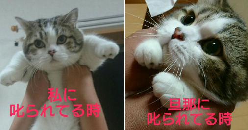 ガルちゃん猫カフェ21号店 開店しました♪ (初めての方も大歓迎!)