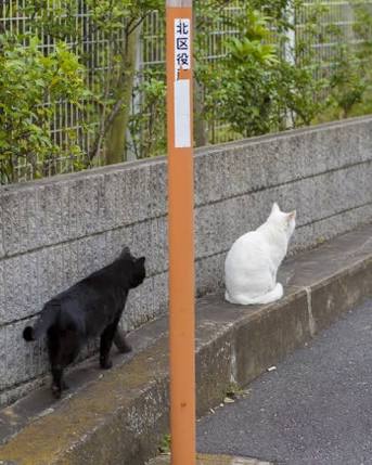 ガルちゃん猫カフェ21号店 開店しました♪ (初めての方も大歓迎!)