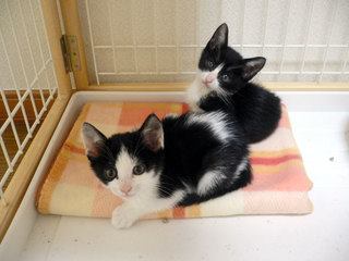 ガルちゃん猫カフェ21号店 開店しました♪ (初めての方も大歓迎!)