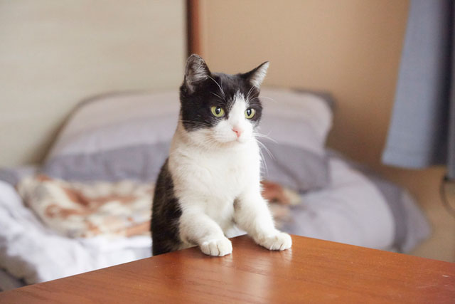 ガルちゃん猫カフェ21号店 開店しました♪ (初めての方も大歓迎!)