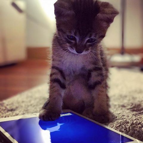 ガルちゃん猫カフェ21号店 開店しました♪ (初めての方も大歓迎!)