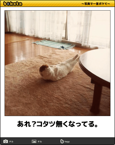 ガルちゃん猫カフェ21号店 開店しました♪ (初めての方も大歓迎!)