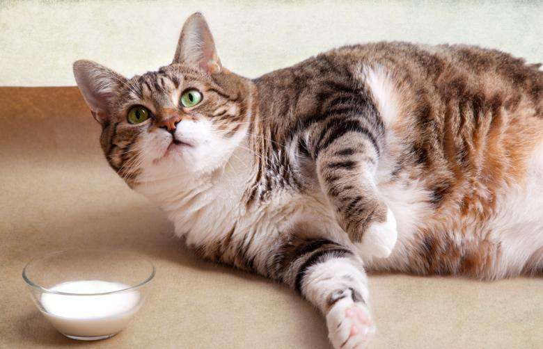 ガルちゃん猫カフェ21号店 開店しました♪ (初めての方も大歓迎!)