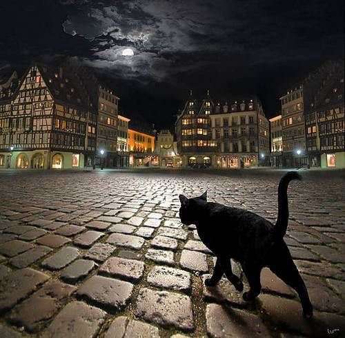 ガルちゃん猫カフェ21号店 開店しました♪ (初めての方も大歓迎！)