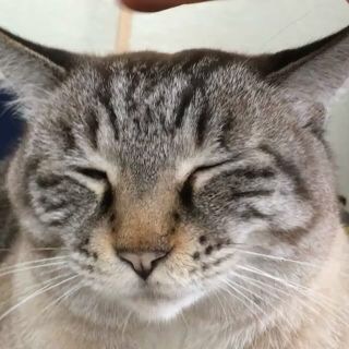 ガルちゃん猫カフェ21号店 開店しました♪ (初めての方も大歓迎！)
