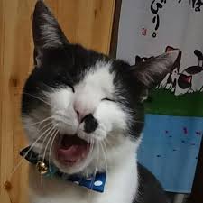 ガルちゃん猫カフェ21号店 開店しました♪ (初めての方も大歓迎!)