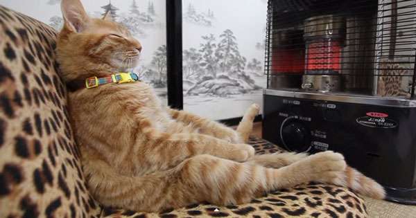 ガルちゃん猫カフェ21号店 開店しました♪ (初めての方も大歓迎!)