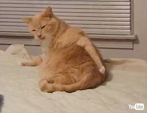 ガルちゃん猫カフェ21号店 開店しました♪ (初めての方も大歓迎！)