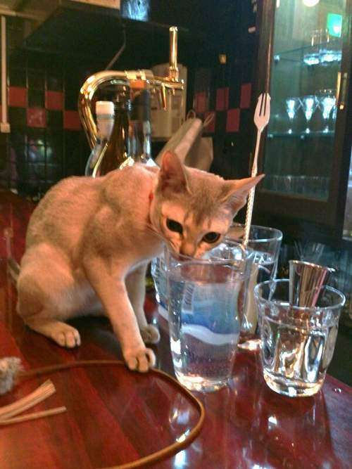 ガルちゃん猫カフェ21号店 開店しました♪ (初めての方も大歓迎!)