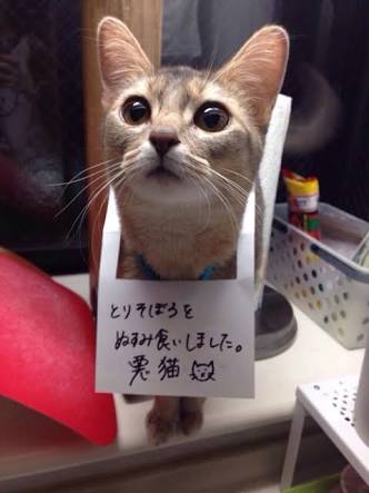 ガルちゃん猫カフェ21号店 開店しました♪ (初めての方も大歓迎!)