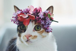 ガルちゃん猫カフェ21号店 開店しました♪ (初めての方も大歓迎！)