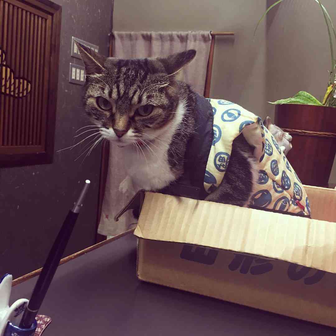 ガルちゃん猫カフェ21号店 開店しました♪ (初めての方も大歓迎!)