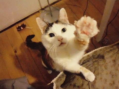 ガルちゃん猫カフェ21号店 開店しました♪ (初めての方も大歓迎!)
