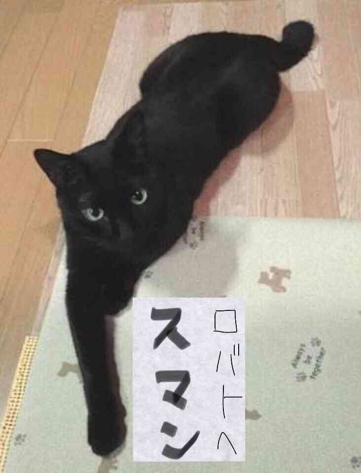 ガルちゃん猫カフェ21号店 開店しました♪ (初めての方も大歓迎!)