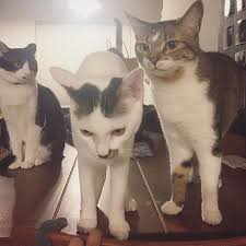 ガルちゃん猫カフェ21号店 開店しました♪ (初めての方も大歓迎!)
