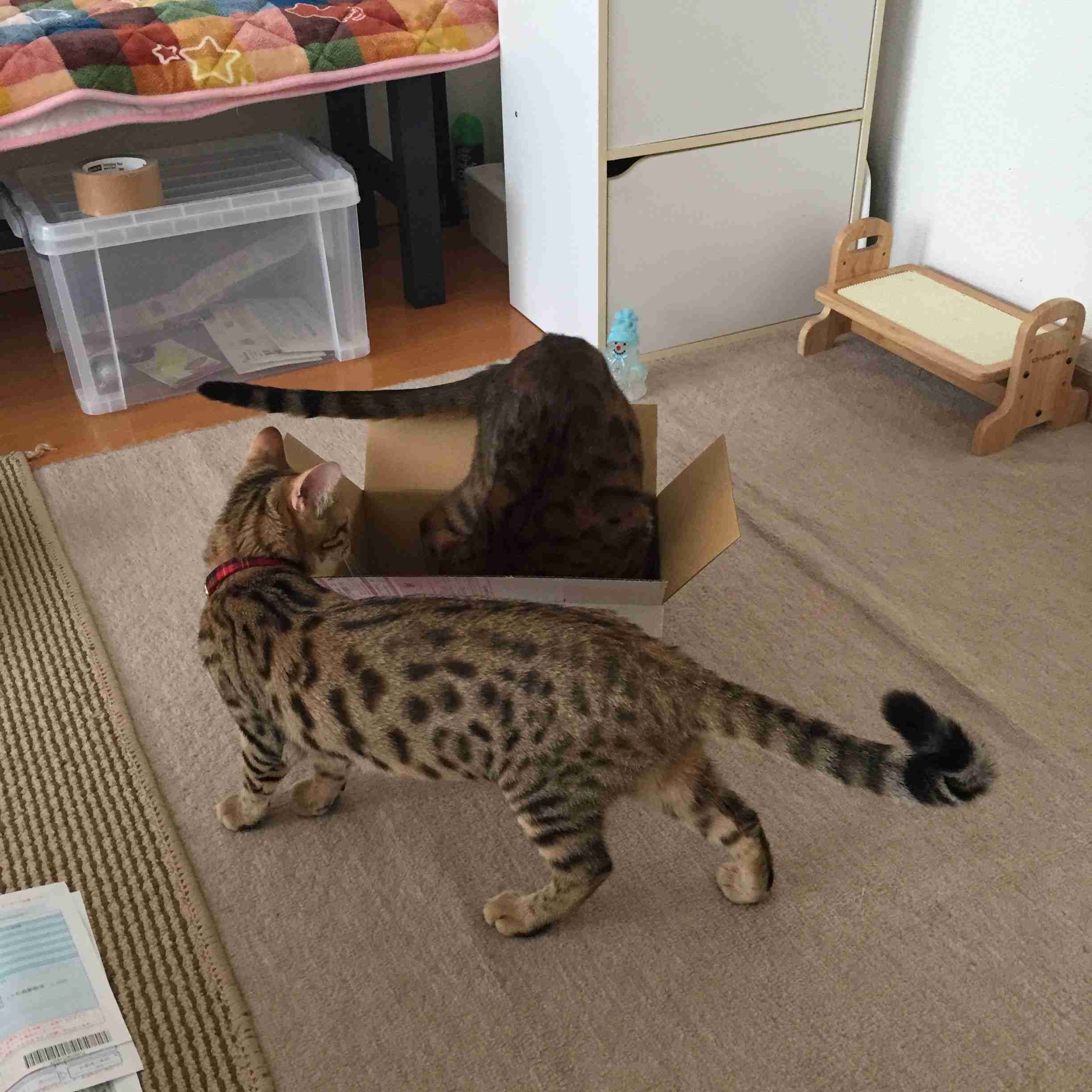 ガルちゃん猫カフェ21号店 開店しました♪ (初めての方も大歓迎!)