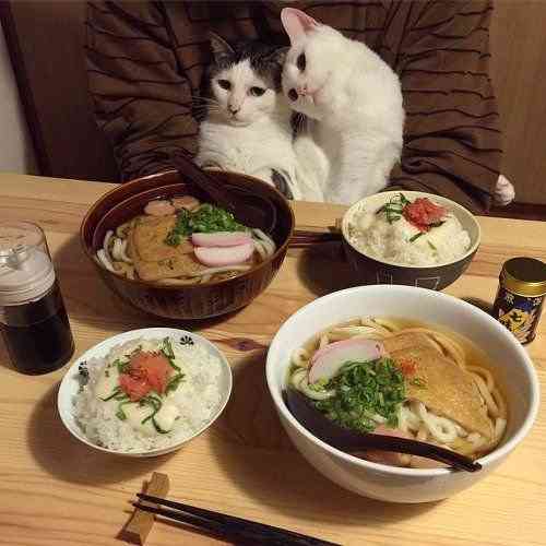 ガルちゃん猫カフェ21号店 開店しました♪ (初めての方も大歓迎！)
